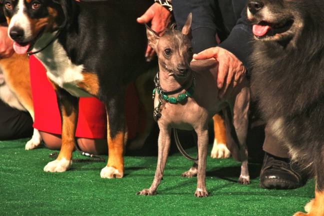 at dog show, A Shortage of city pups News