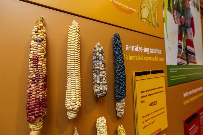 In the &quot;a-maize-ing science&quot; activity, young people learn how Native people developed different types of corn. &#160;Photo: 5th Ave Digital